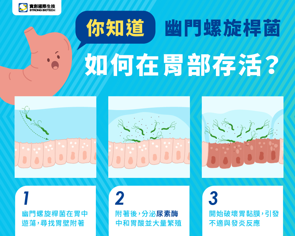 幽門螺旋桿菌如何在胃部存活