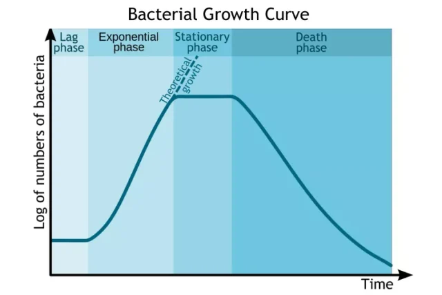 The bacterial growth curve represents the number of living cells in a population over time. Michal Komorniczak/Wikimedia Commons/CC BY-SA 3.0